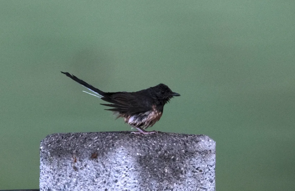 White-rumped Shama, photographed