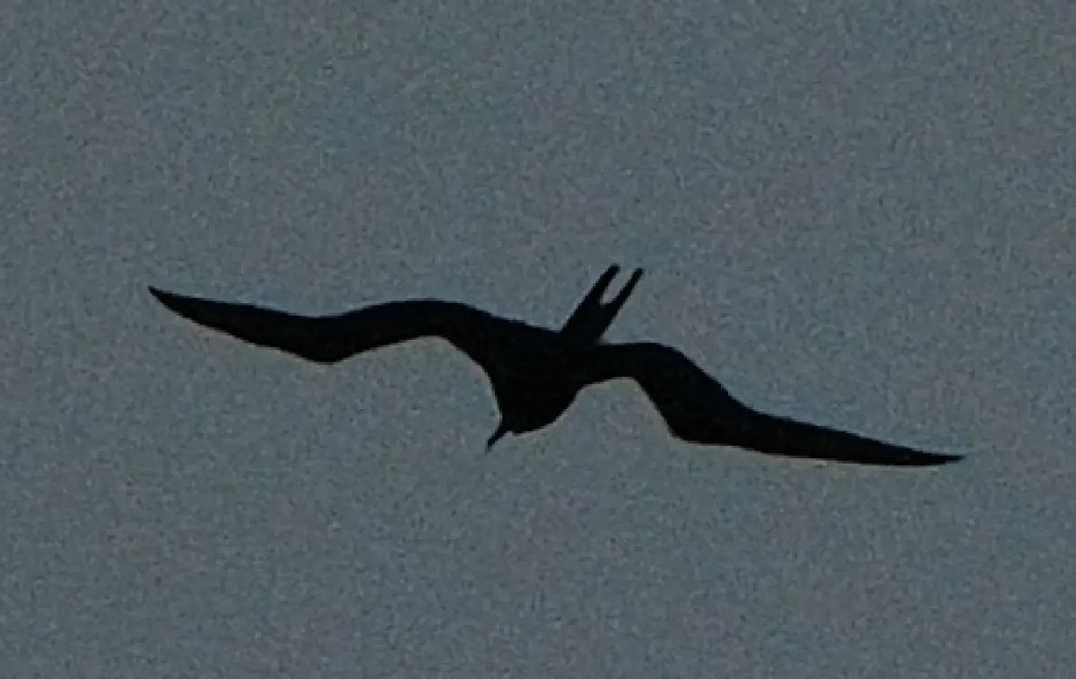 Great Frigatebird, photographed