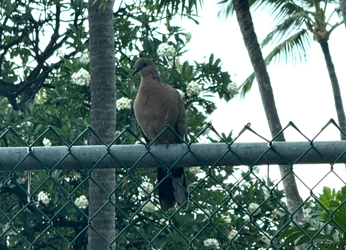 Spotted Dove, photographed