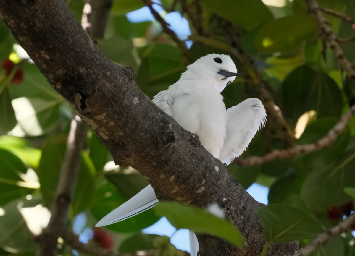 Blue-billed White-Tern, photographed