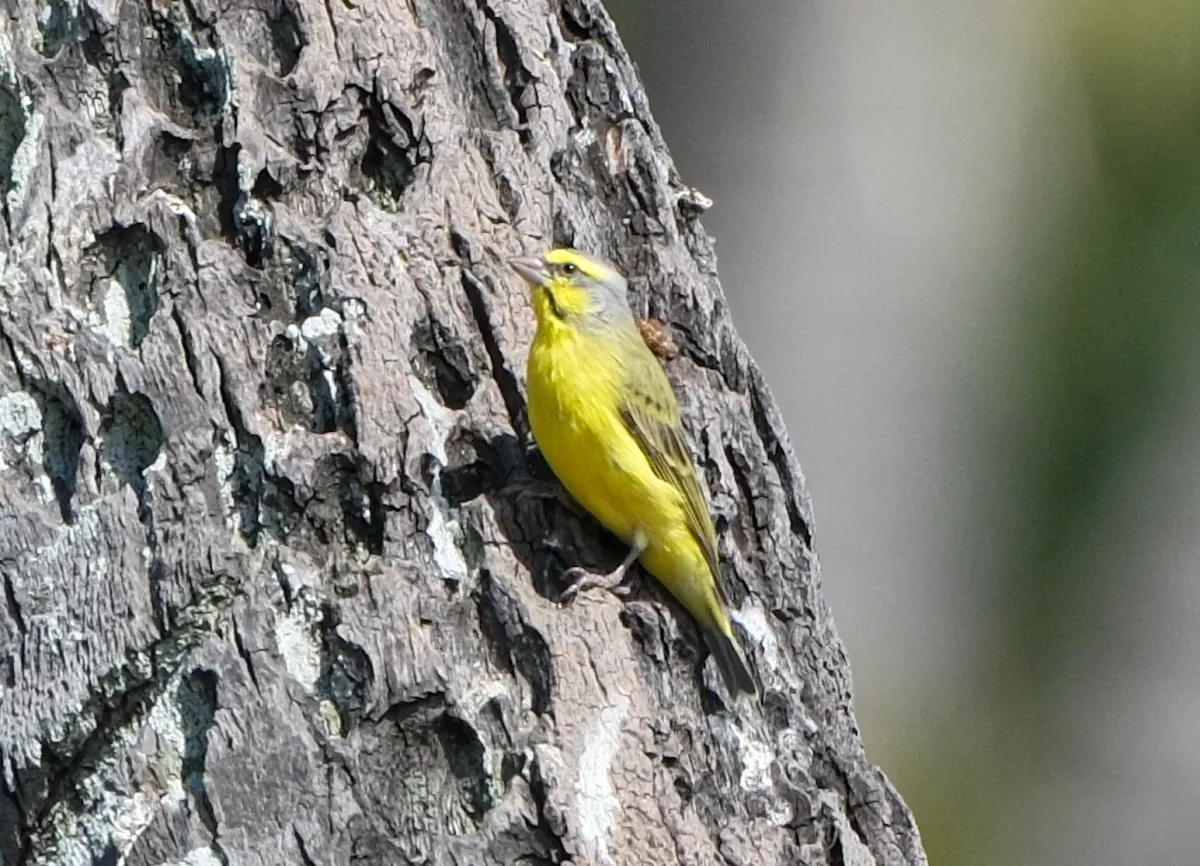 Yellow-fronted Canary, photographed