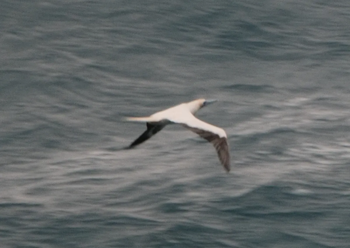 Red-footed Booby, photographed