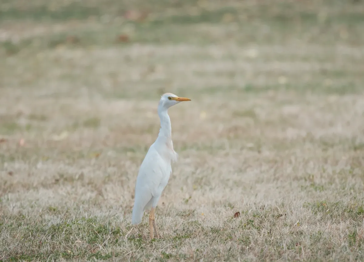 Western Cattle-Egret, photographed