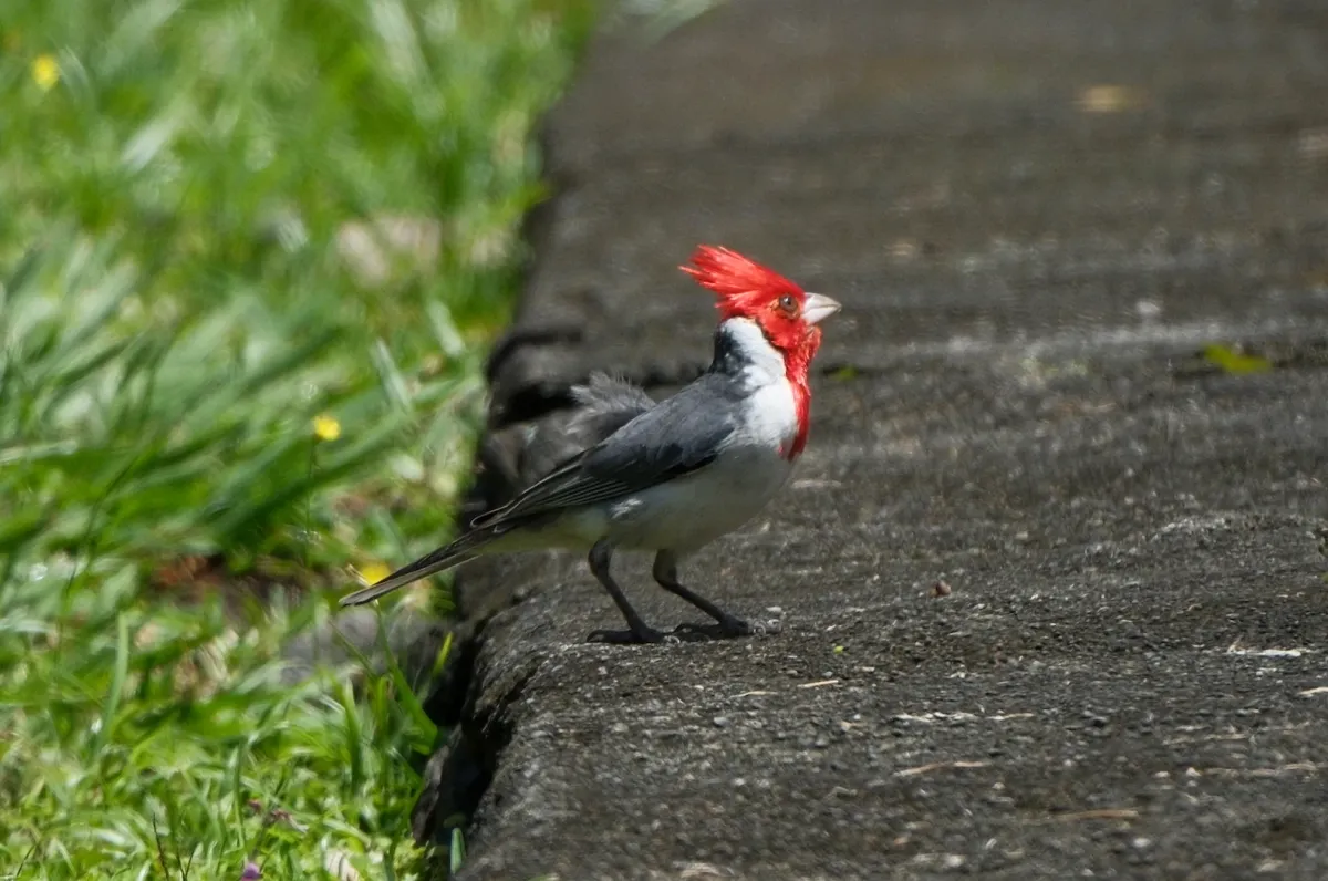 Red-crested Cardinal, photographed