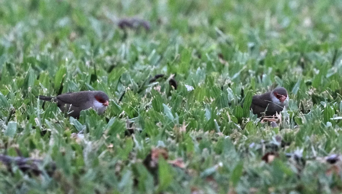 Common Waxbill, photographed
