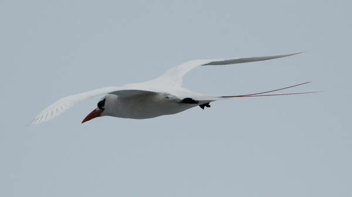 Red-tailed Tropicbird, photographed