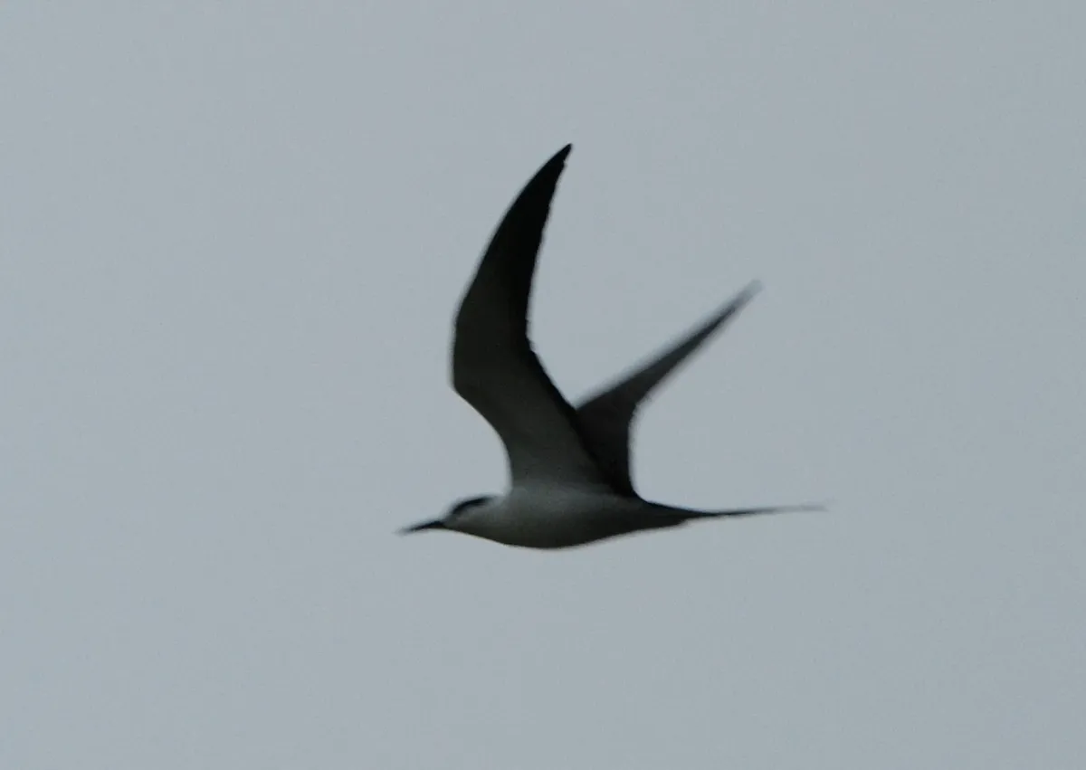 Sooty Tern, photographed