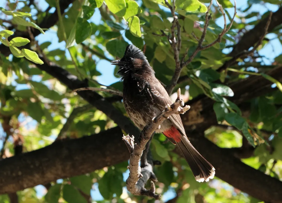 Red-vented Bulbul, photographed