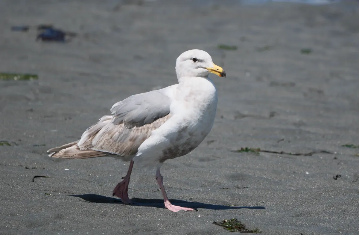 Glaucous-winged Gull, photographed
