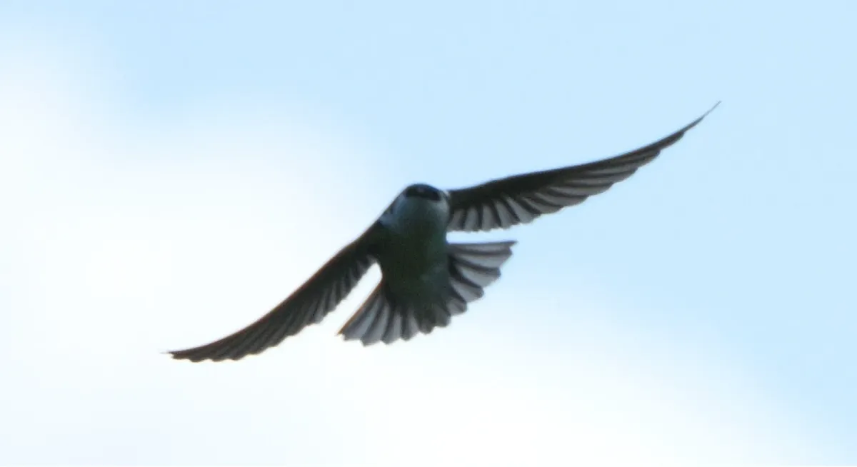 Violet-green Swallow, photographed