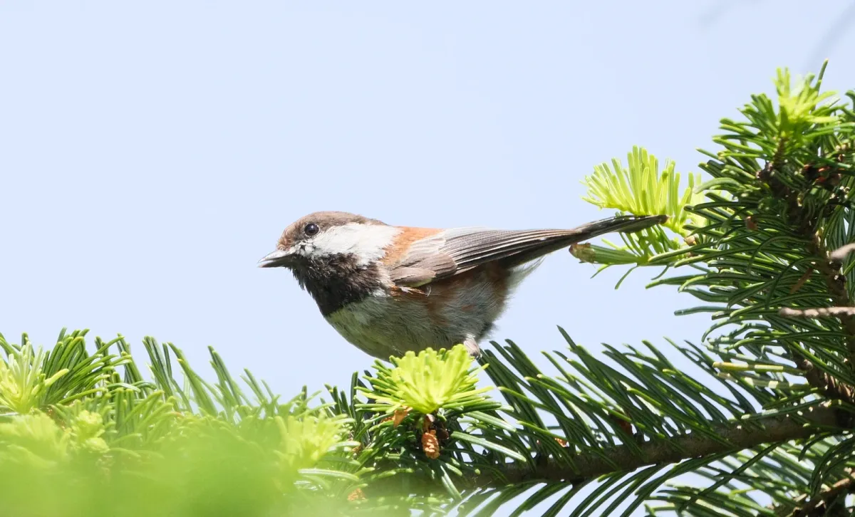 Chestnut-backed Chickadee, photographed