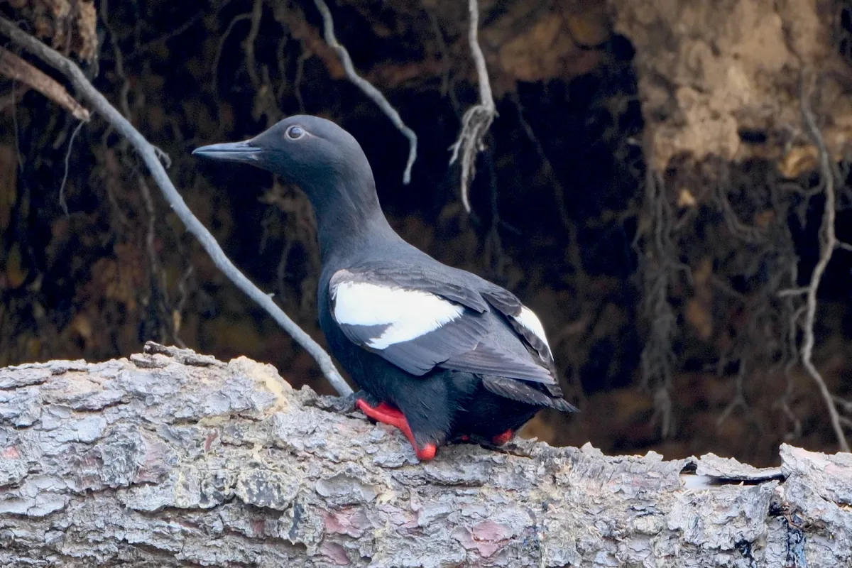 Pigeon Guillemot, photographed
