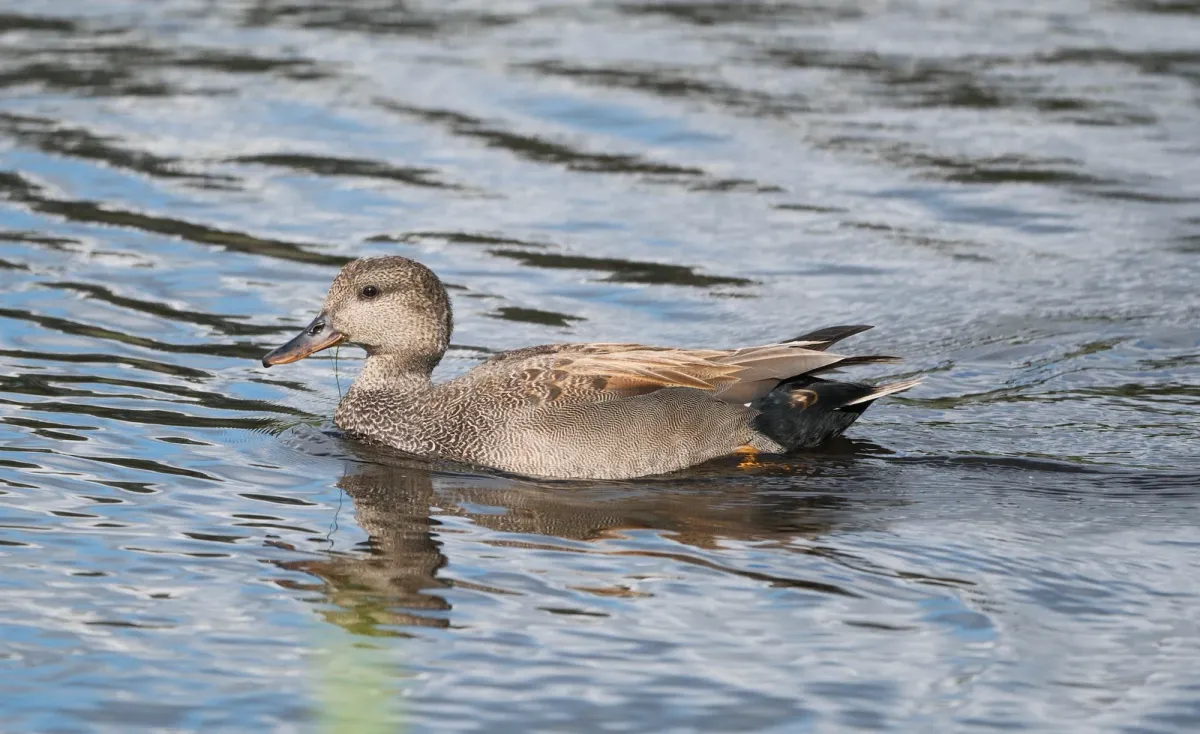 Gadwall, photographed