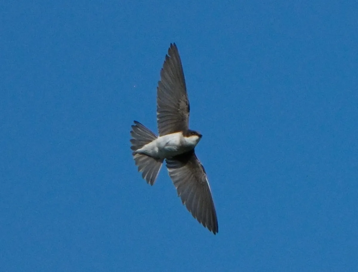 Tree Swallow, photographed