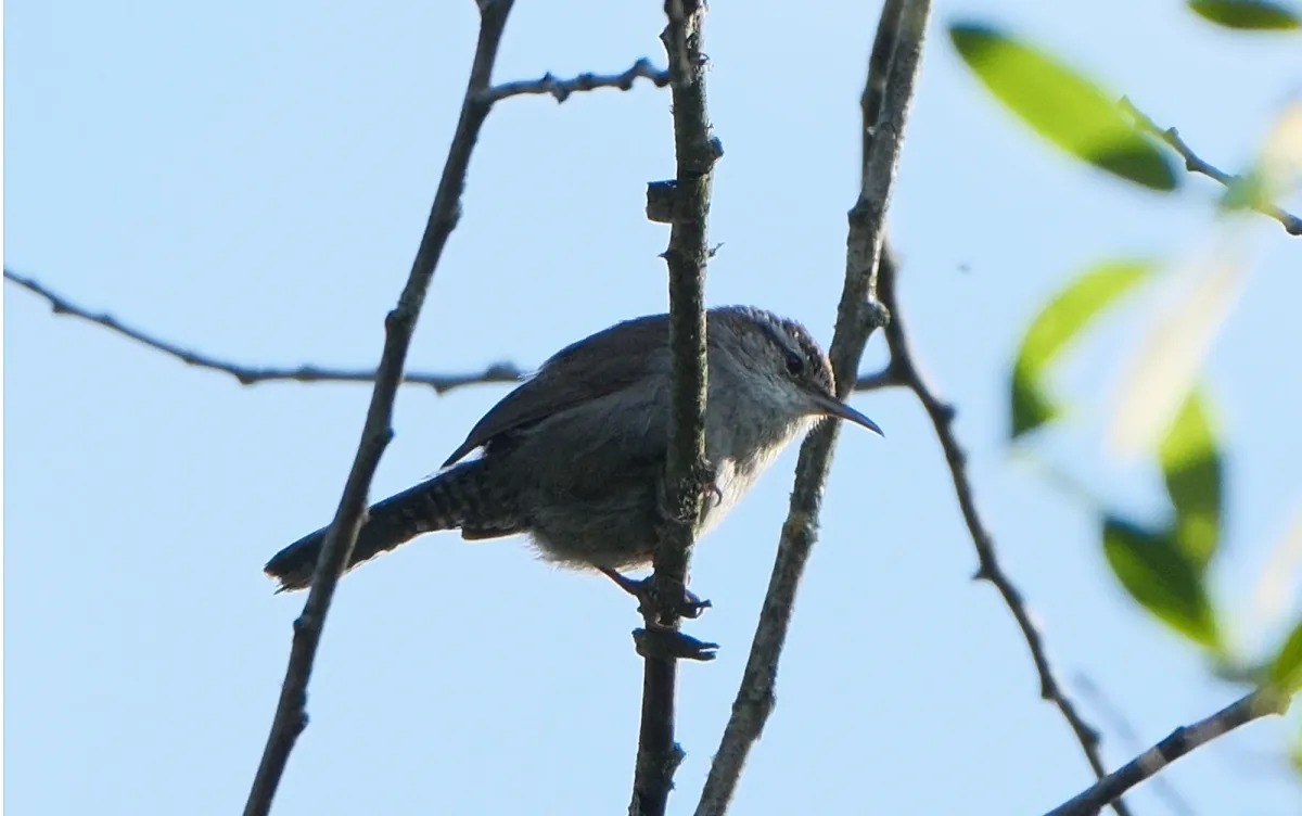 Bewick's Wren, photographed