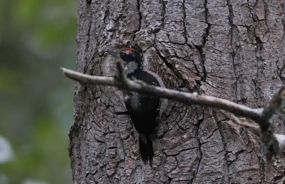 Hairy woodpecker, photographed