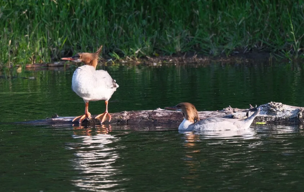 Common Merganser, photographed