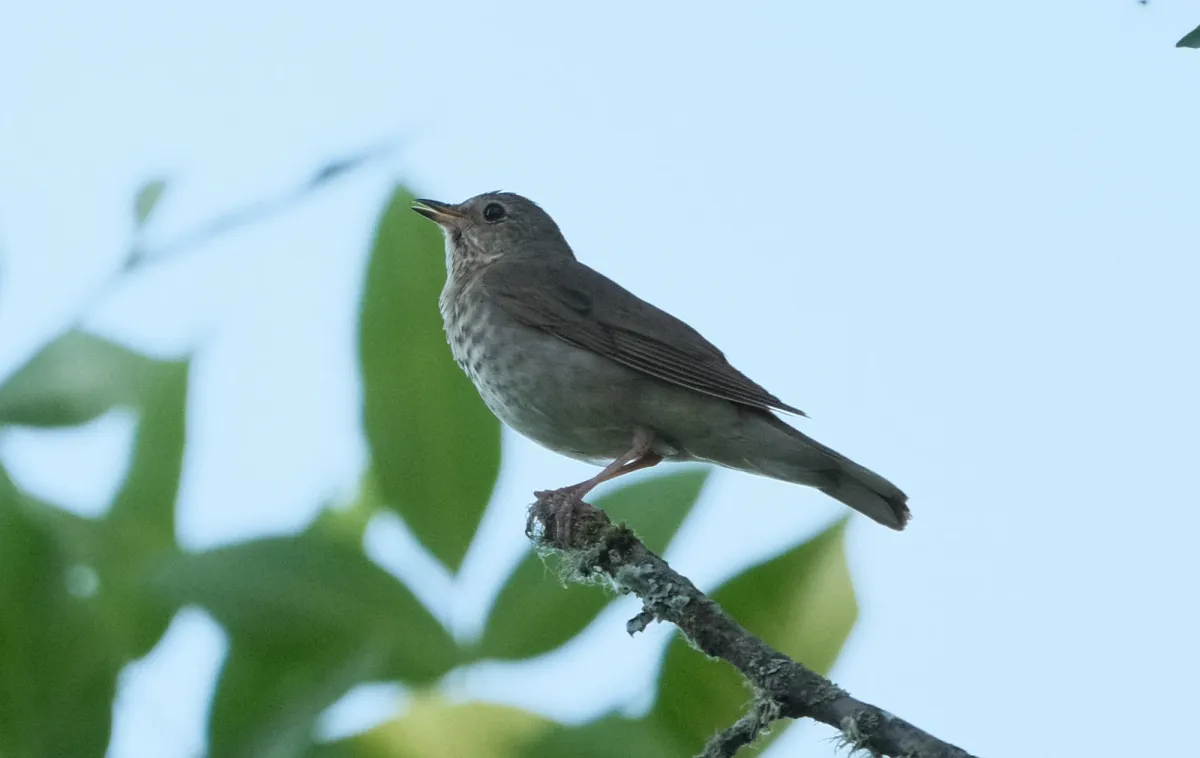 Swainson's Thrush, photographed