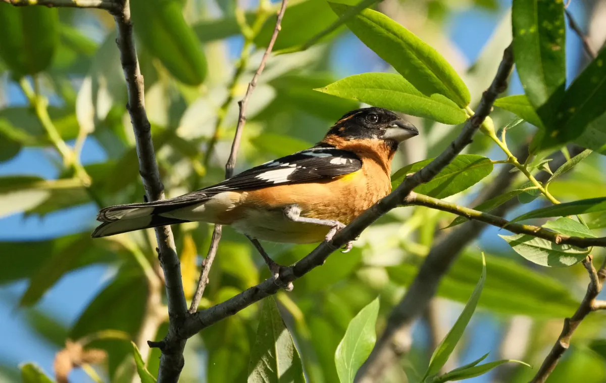 Black-headed Grosbeak, photographed