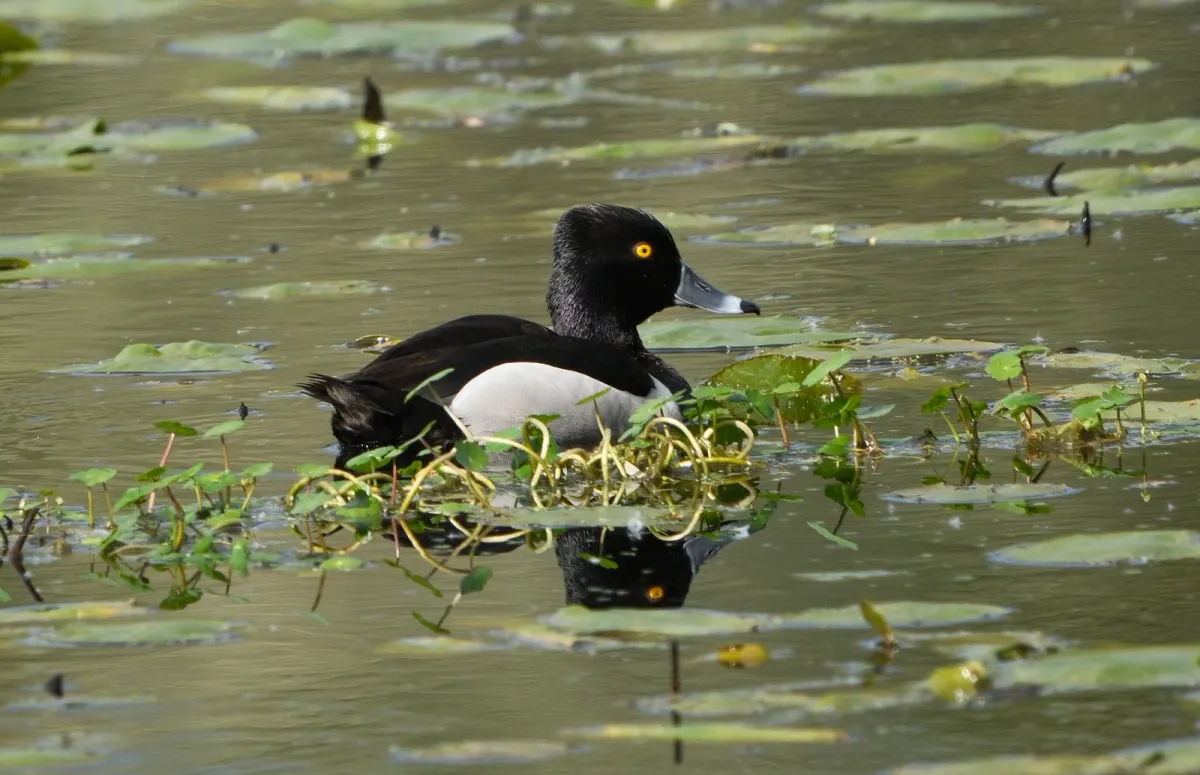 Ring-necked Duck, photographed