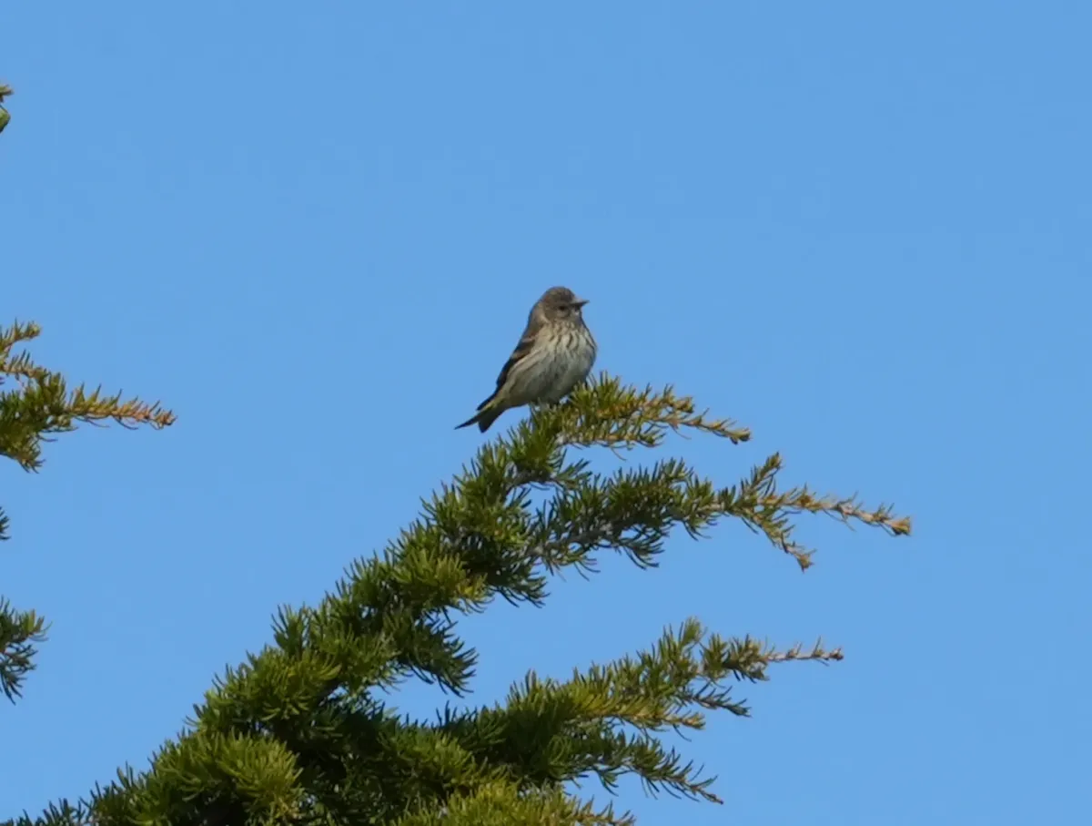 Pine Siskin, photographed