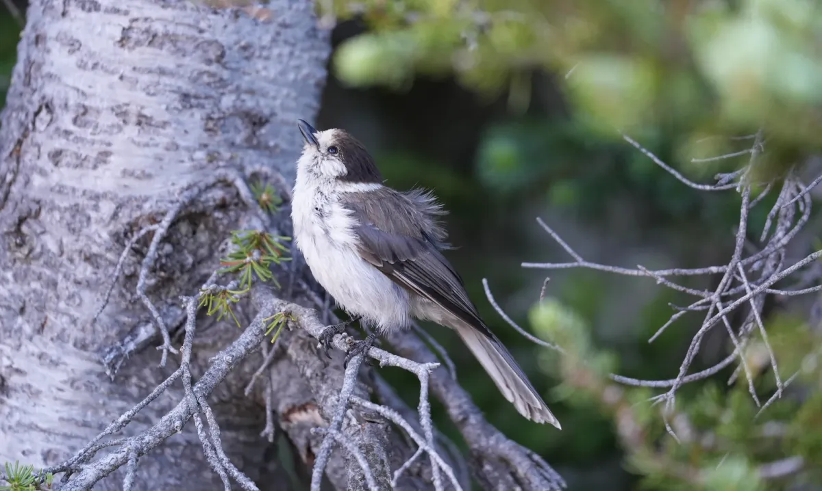 Canada Jay, photographed