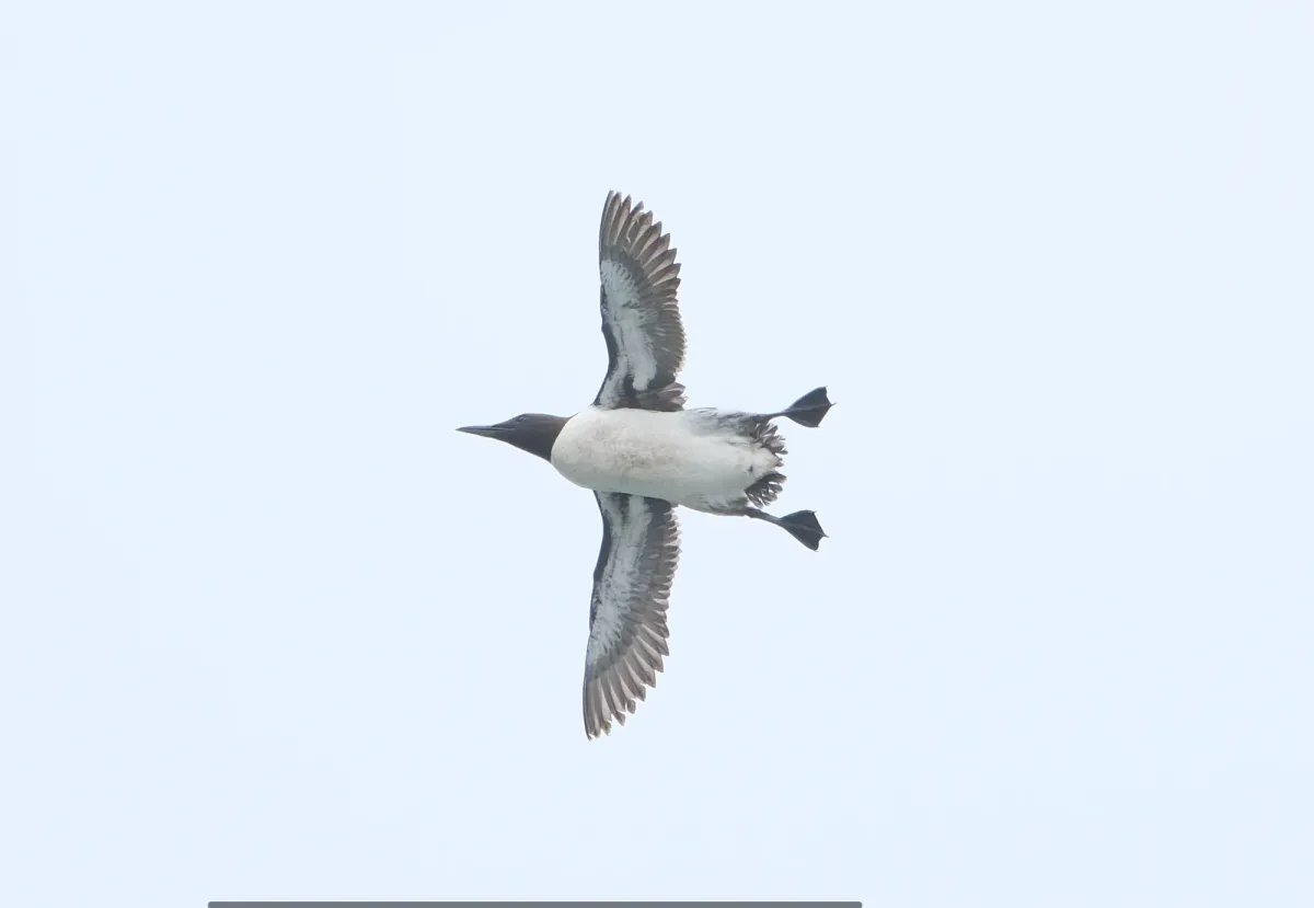 Common Murre, photographed