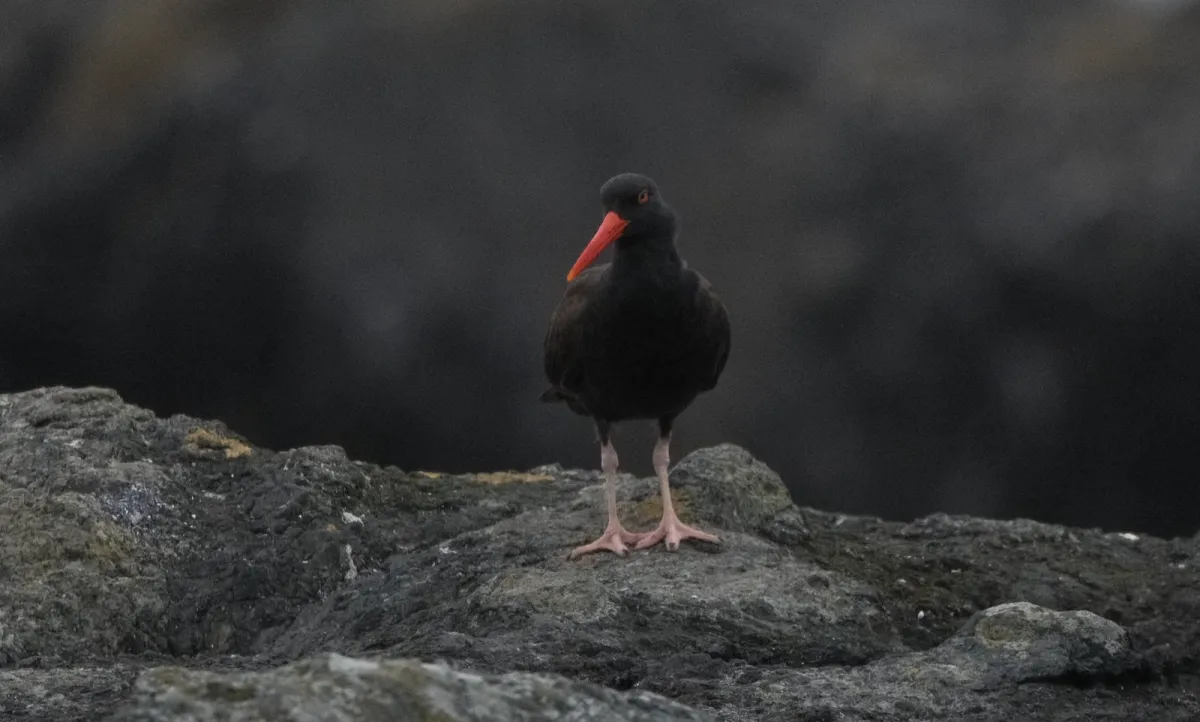 Black Oystercatcher, photographed