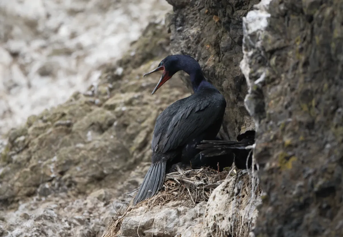 Pelagic Cormorant, photographed
