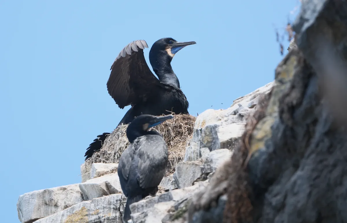 Brandt's Cormorant, photographed