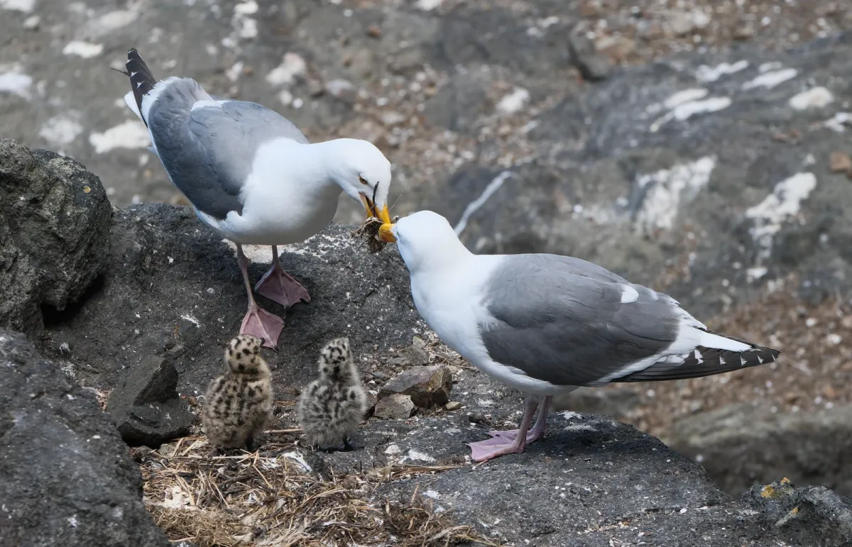 Western Gull, photographed
