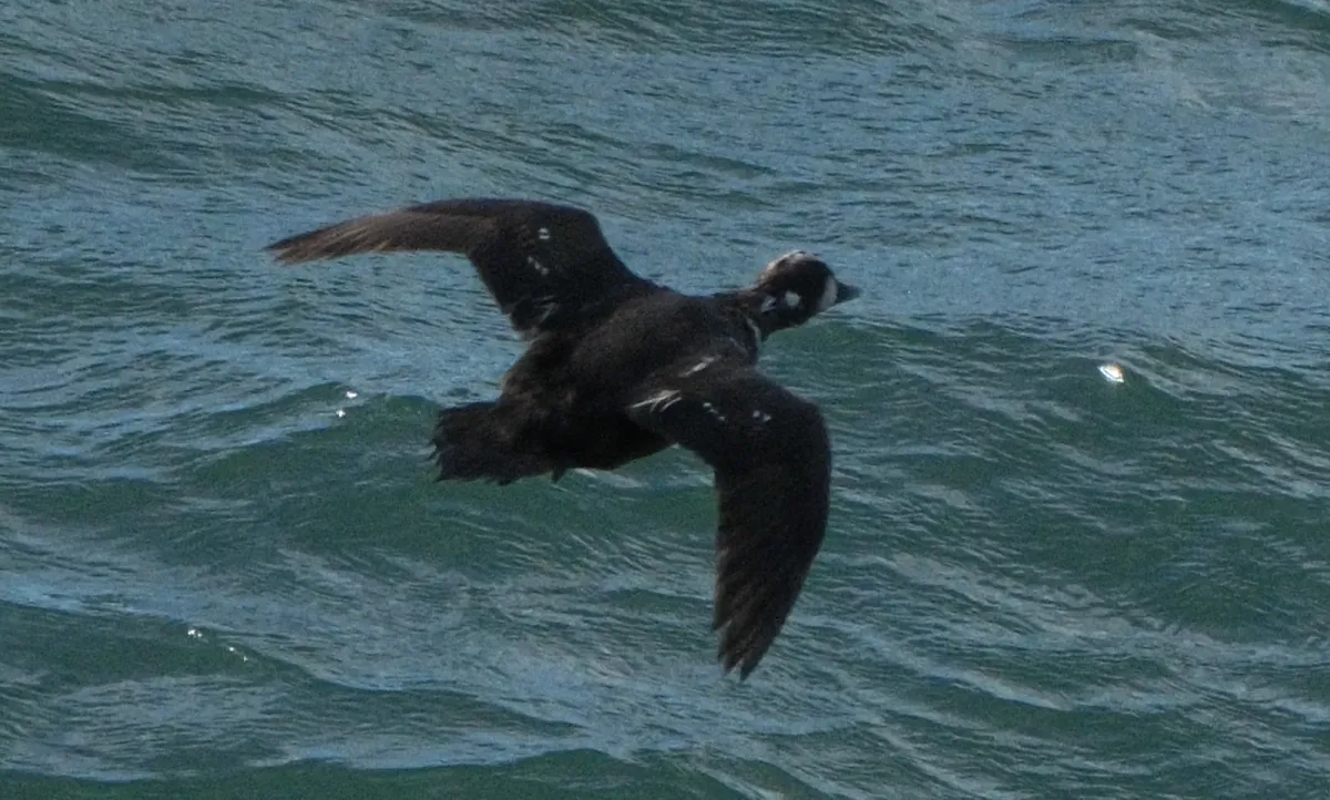 Harlequin Duck, photographed