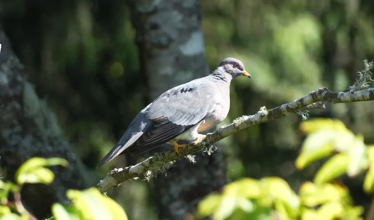 Band-tailed Pigeon, photographed