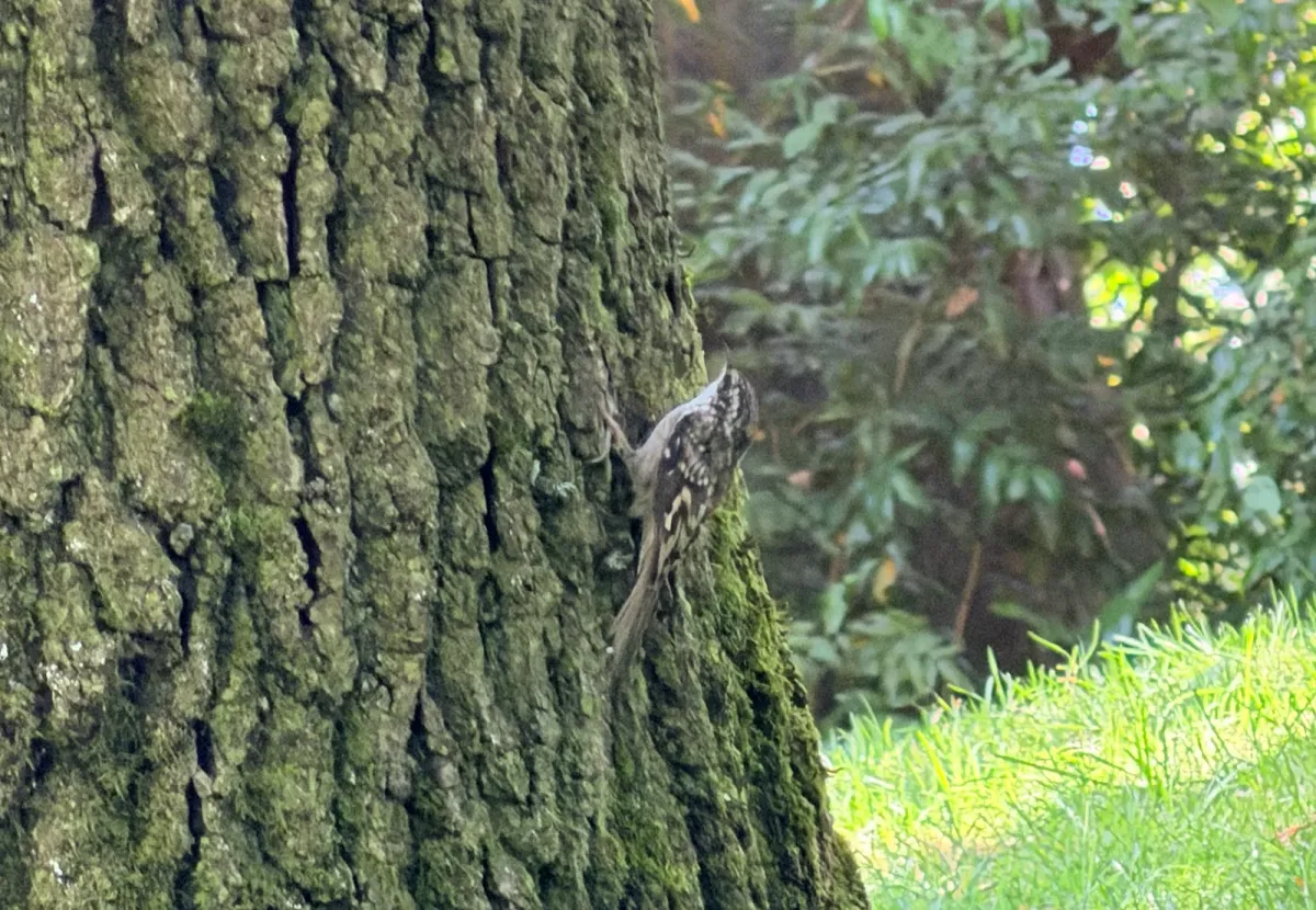 Brown Creeper, photographed