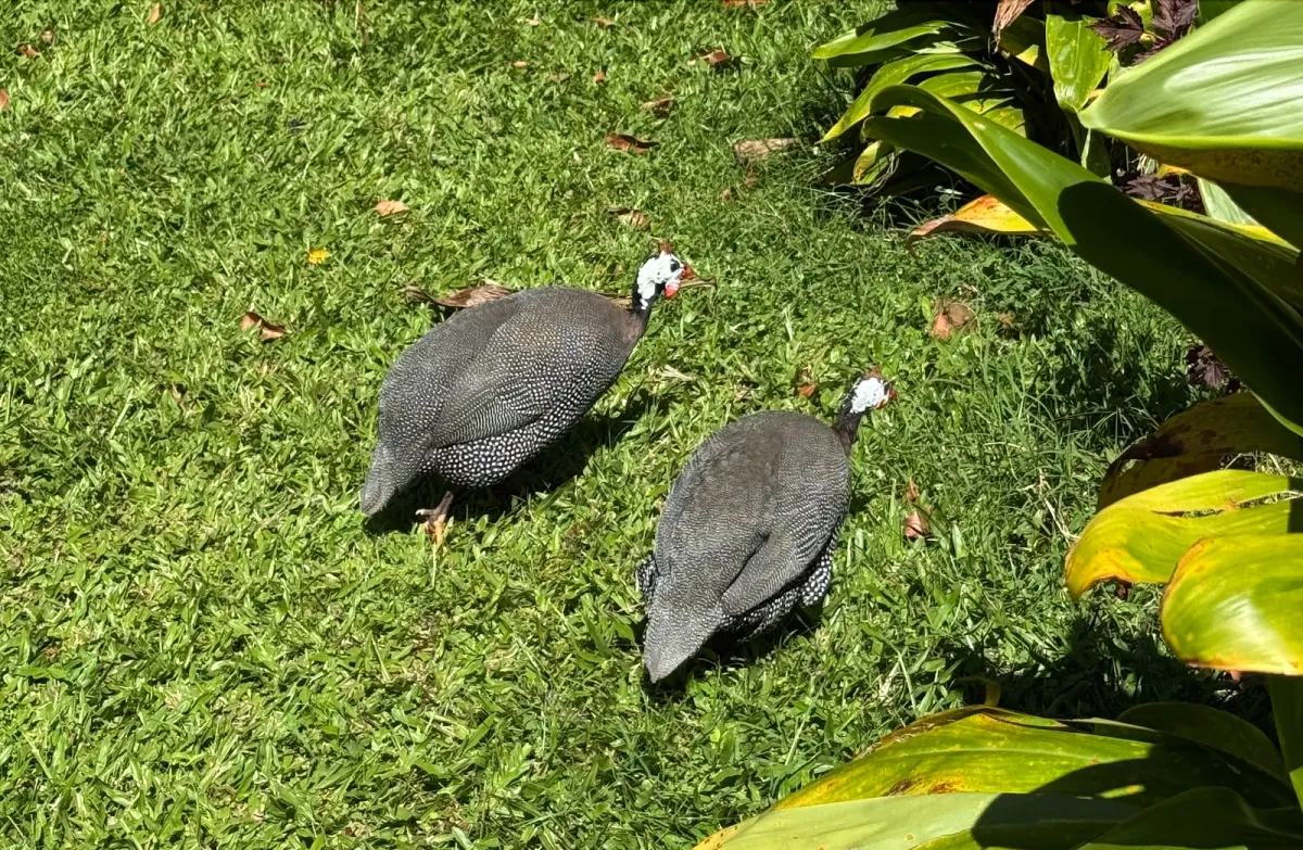 Helmeted Guineafowl, photographed