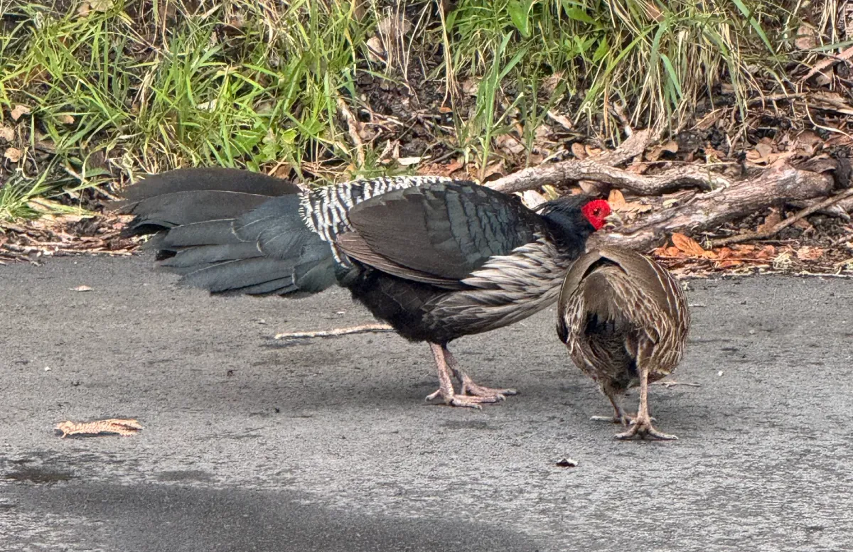 Kalij Pheasant, photographed